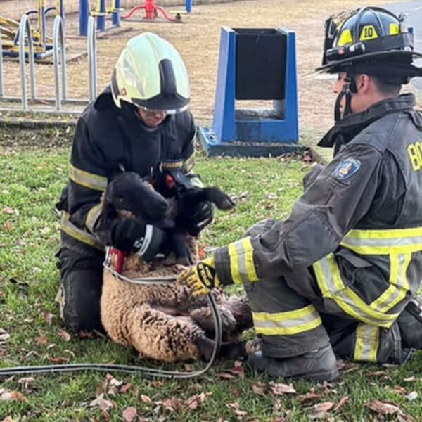 Bomberos de Temuco se capacitan en rescate animal y soporte vital para mascotas y ganado