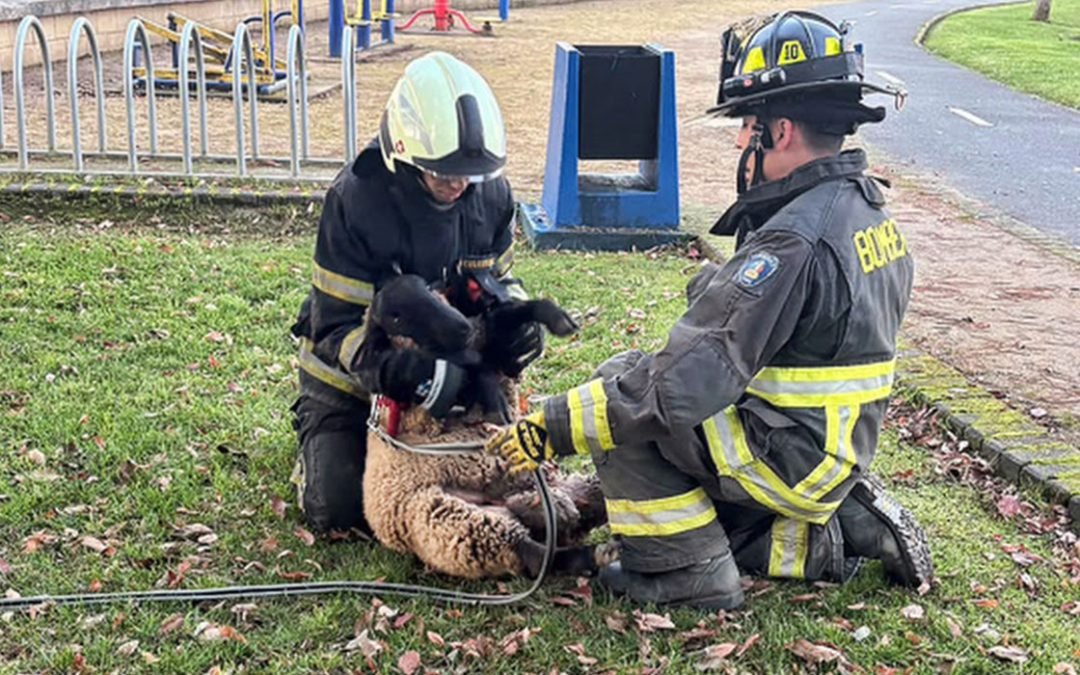 Bomberos de Temuco se capacitan en rescate animal y soporte vital para mascotas y ganado